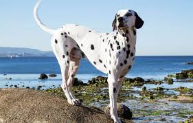 Images of the dalmatian puppies from the 101 dalmatians franchise. Dalmatians Get To Know Regal Firehouse Dog K9 Web