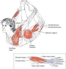 Bow Dhanurasana Yoga Anatomy Yoga Muscles Yoga Therapy
