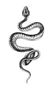 Tribal snake png snake tattoo design clipart 234064 pinclipart. 21 Realistic Snake Tattoo Drawing Ideas Petpress