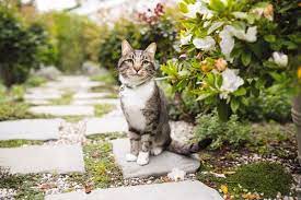 Petsmart 9835 Chapman Ave Garden Grove Ca Pet Shops Mapquest