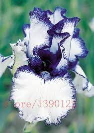 Pin On Ires