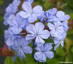 Image result for Plumbago auriculata
