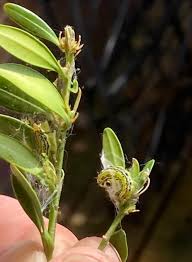 Image result for caterpillar box tree moth inside buxus plant
