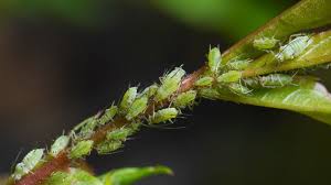 Blattlause Naturlich Bekampfen Schadlinge Im Garten Blattlause Naturlich Bekampfen Pflanzen