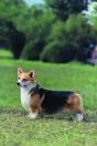 Corgi Rescue ― ADOPTIONS