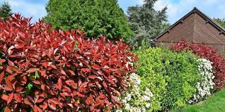 Auch baumfällungen werden zuverlässig und sicher durchgeführt. Wild Oder Getrimmt Die Richtige Hecke Fur Jeden Garten