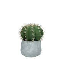 Résultat de recherche d'images pour "cactus"