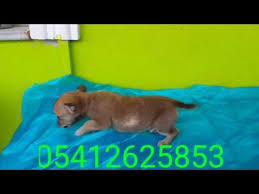 sivava yavru fiyatlari 05412625853 sivava kopekler chihuahua kopek