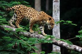 10 Jaguar Symbolism Facts Meaning A Totem Spirit Power Animal Hep6