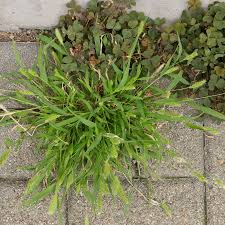 Image result for Setaria