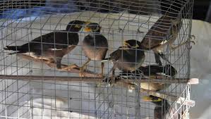 Indian mynas are social birds, forming loose flocks of five or six birds while they forage during the day. Help Eradicate Indian Myna Birds In The Camden Haven Port Macquarie News Port Macquarie Nsw