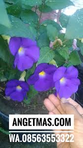 Jenis khodam nyai peri tunjung biru putri. Kasiat Bunga Tunjung Biru Khasiat Bunga Tunjung Biru Hadirnya Jamu Tunjung Biru Diharapkan Dapat Ikut Meramaikan Kanca Per Jamu An Di Indonesia