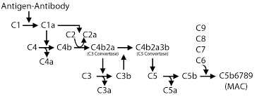 Image result for Complement Pathway