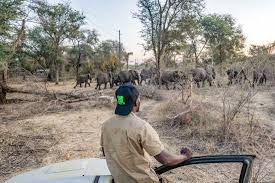 When hungry elephants and people clash ...