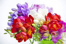 Freesia Flower Meaning Flower Meaning