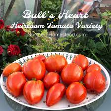 Maybe you would like to learn more about one of these? Bull S Heart Heirloom Tomato Variety Northern Homestead