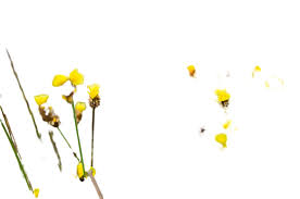 Image result for Xyridaceae