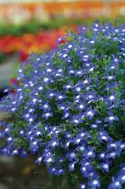 Image result for Lobelia minutula