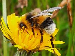 Image result for Bombus jonellus