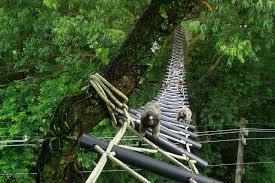 The forest is a a location that appears in canopy, and also where the game takes place. Rain Forest Canopy Bridges Aid Slow Lorises Gibbons And Other Threatened Species Is It Interesting