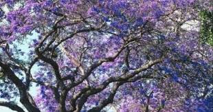 Pin On Purple Is Amazing