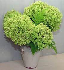 Panicles of white flowers turning pink, then brown. All About Hydrangeas Green Blooms Green Hydrangea Bouquet Wedding Flowers Hydrangea Hydrangea Colors