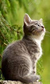 Cool collections of @free animal wallpaper for phone for desktop, laptop and mobiles. Animals Wallpaper For Android Apk Download