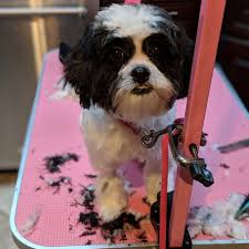A Few Grooming S From Last Week Doggroomer Doggrooming Dog Dogs Doggie Pom Insta Model Pomeranian Cute Funny Fun Dog Groomers Dog Grooming Doggy