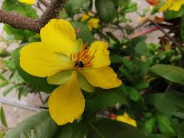 Image result for Ochna ovata