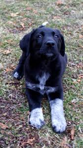 Australian Shepherd Lab Mix Black And White Lab Australian Shepherd Mix With Images Australian Shepherd Lab Mix Australian Cattle Dog Mix Lab Mix Puppies