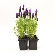Flower Essence Lavender 4 Pack Plants Fast Growing Plants Small Space Gardening