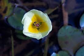 Image result for Alismataceae