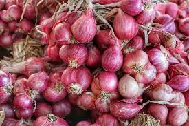 Until 2010, the shallot was classified as a separate species, allium ascalonicum, a name that is a synonym of allium cepa, the species name of the onion. What To Do If Onions Shallots Bolt Marshalls