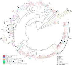 If you have any further enquiries on this article, please drop a comment or send an email to general@aer.global. Comprehensive Resistome Analysis Reveals The Prevalence Of Ndm And Mcr 1 In Chinese Poultry Production Nature Microbiology
