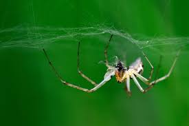 D'où le lien avec un indien dans la ville! Saison D Amour Chez Les Araignees Au Jardin Respectez Leurs Ebats