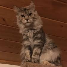 Katrina brown maine coon cat breeders in wisconsin, usa. Dynasty Maine Coon Cats Maine Coon Cats In Wisconsin Maine Coons