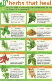 herbs table chart pdf herbs medicinal herbs healing herbs