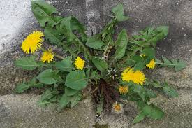 Image result for Taraxacum