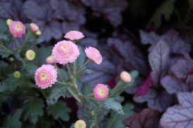 For the longest period of blooms, buy mums with buds that are just beginning to open. How To Grow Chrysanthemums For Fall Color Dengarden
