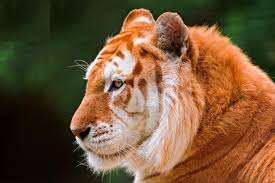 We did not find results for: The Golden Tabby Tiger Steemkr