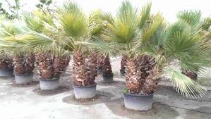 Вашингто́ния — род древесных растений семейства пальмовые (лат. Washingtonia Filifera Urbapalms