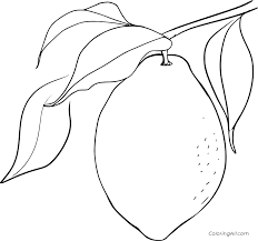 We have collected 39+ lemon coloring page images of various designs for you to color. Lemon Coloring Pages Coloringall