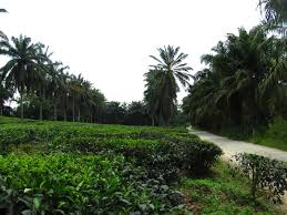 Proses pemeriksaan buah sawit ini sering disebut sortir buah. Portal Rasmi Pdt Kuala Langat Agro Tourism