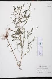 Image result for Phyllanthus fraternus