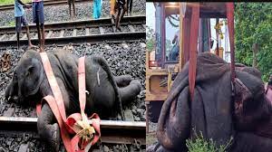 3 elephants run over by train in Jhargram, Bengal.