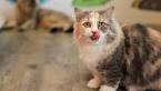 What Are the Cutest Cat Breeds? | Petfinder