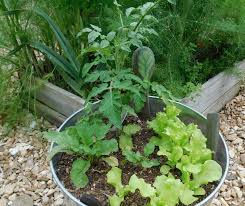 Check spelling or type a new query. Bucket Gardening 101 How To Grow Food In A Bucket