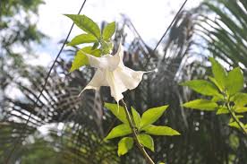 Bit.ly/socioejecutorchannel burundanga ii todos los temas grabados producidos y. File Flower From Which Burundanga Scopolamine Is Extracted 4625671645 Jpg Wikimedia Commons