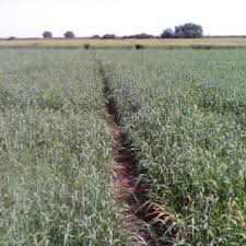 We did not find results for: Amplasarea ExperienÅ£ei Cu Doze Diferite De Erbicid La Orzoaica De Download Scientific Diagram