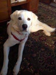 Are you ready to find out if the. 10 My Dog Great Pyrenees Lab Mix Ideas Great Pyrenees Lab Mix Pyrenees